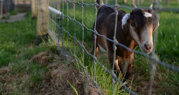 farms and animals near boston