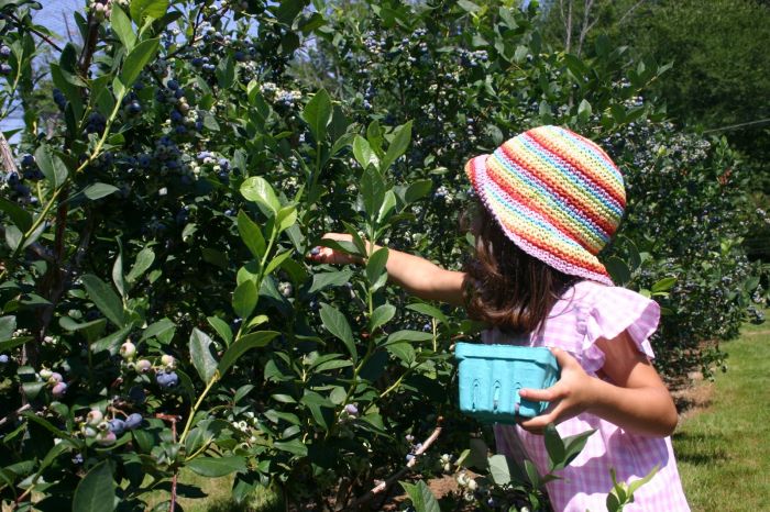 Boston Blueberry Picking | BostonCentral Ami Sao
