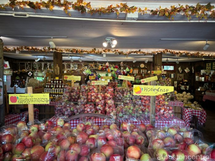Apple Picking Near Boston | Shelburne Farm